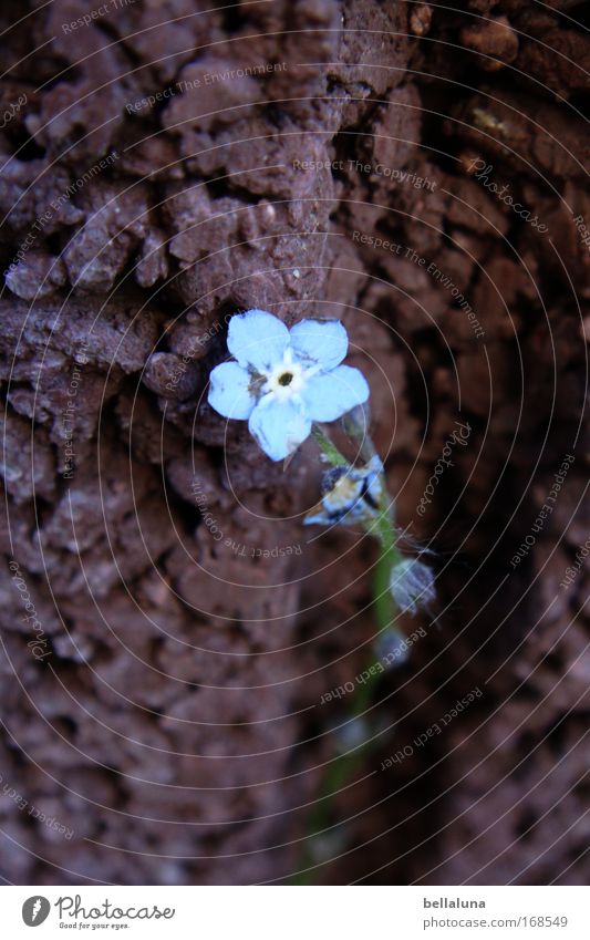 my wallflower Environment Nature Plant Beautiful weather Flower Blossom Foliage plant Wild plant Moody Joie de vivre (Vitality) Spring fever Trust