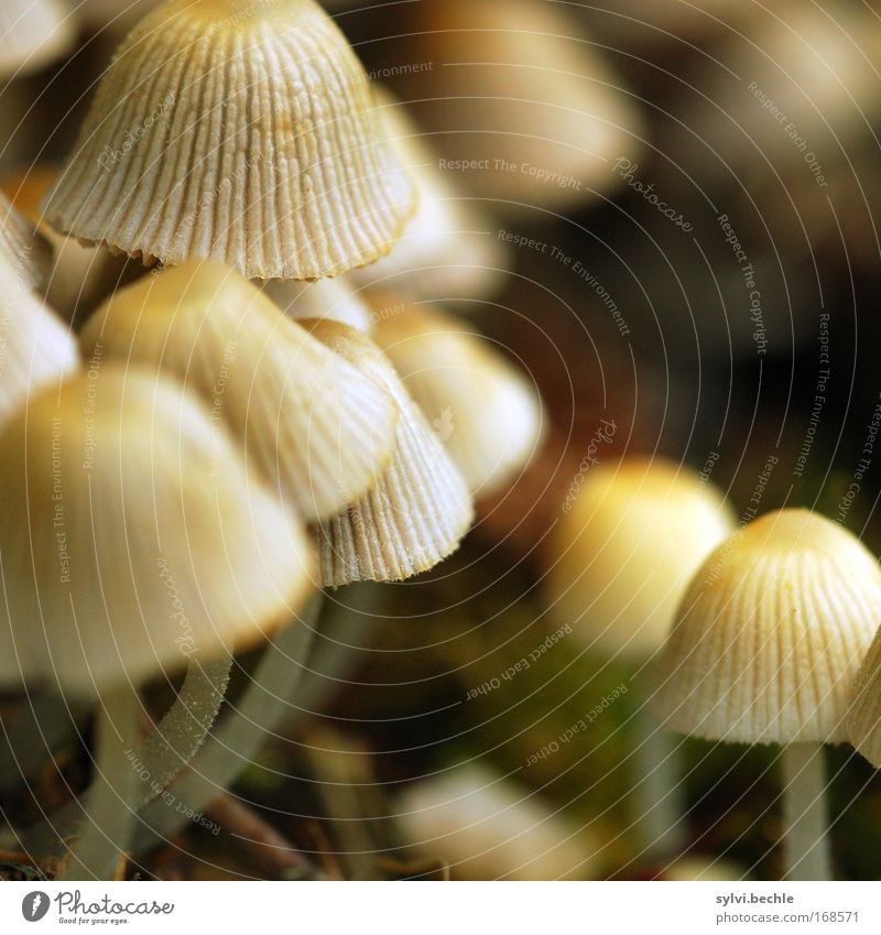 noch´n pils(z)? - III Nature Plant Growth Mushroom Mushroom cap Lamella Nutrition Food Inedible Poison Small Shaggy mane Colour photo Multicoloured