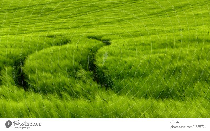 secale cereale Colour photo Exterior shot Deserted Copy Space right Copy Space top Copy Space bottom Day Grain Organic produce Vegetarian diet Environment