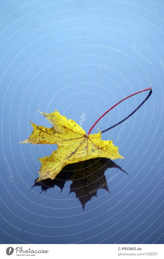 autumn foliage Colour photo Exterior shot Close-up Detail Copy Space top Neutral Background Reflection Nature Autumn Leaf Esthetic Chestnut leaf Yellow Contrast