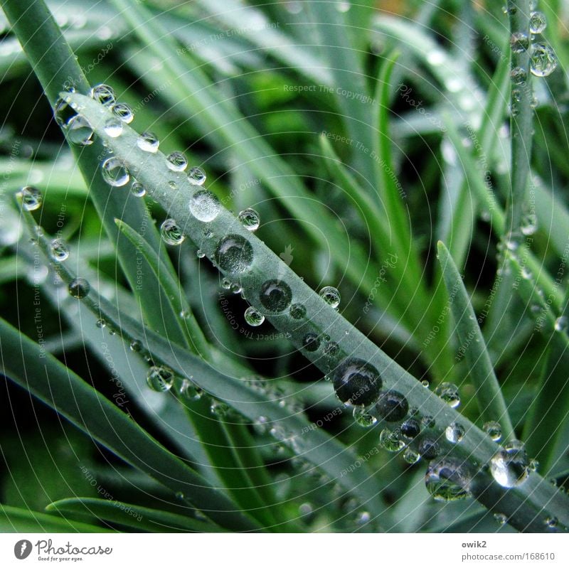 The scent of rain Colour photo Multicoloured Exterior shot Close-up Detail Macro (Extreme close-up) Deserted Day Sunlight Environment Nature Plant