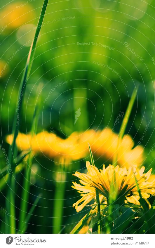 Dandelion - Caution biting Colour photo Exterior shot Close-up Macro (Extreme close-up) Copy Space top Evening Sunlight Deep depth of field Nature Plant Spring