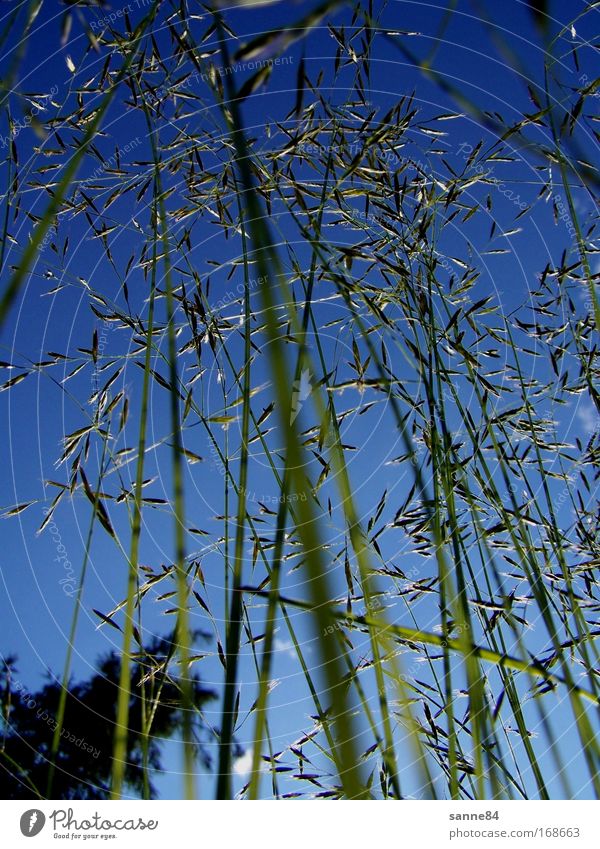 high forest Colour photo Exterior shot Close-up Detail Deserted Day Silhouette Sunlight Back-light Worm's-eye view Nature Sky Cloudless sky Summer