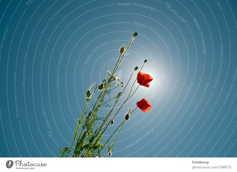 poppy patrol Colour photo Multicoloured Exterior shot Close-up Detail Experimental Deserted Copy Space left Copy Space right Copy Space top Copy Space bottom