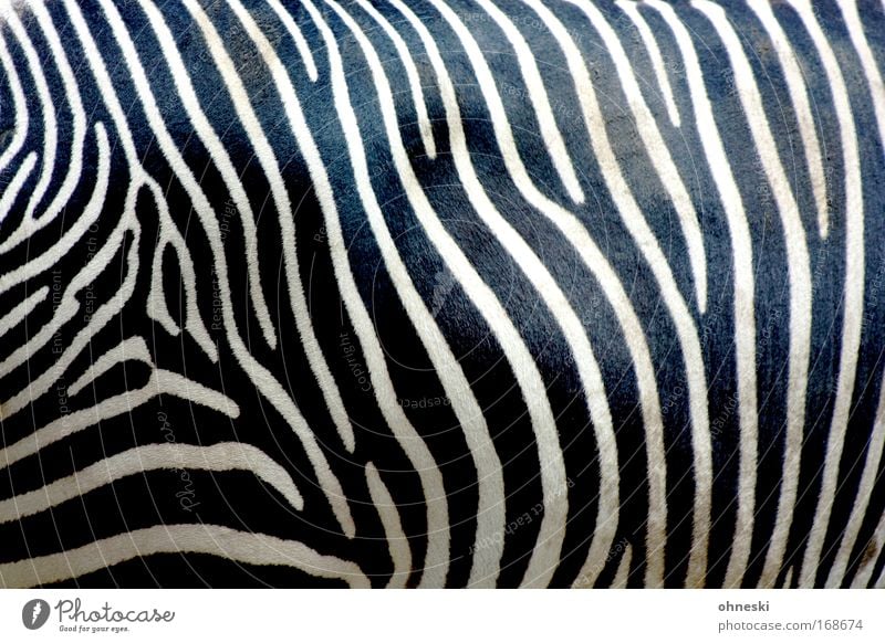 crosswalk Abstract Pattern Animal portrait Upper body Nature Wild animal Zoo Zebra Zebra crossing 1 Feeding Stand Wait Esthetic Exceptional Dirty Black White