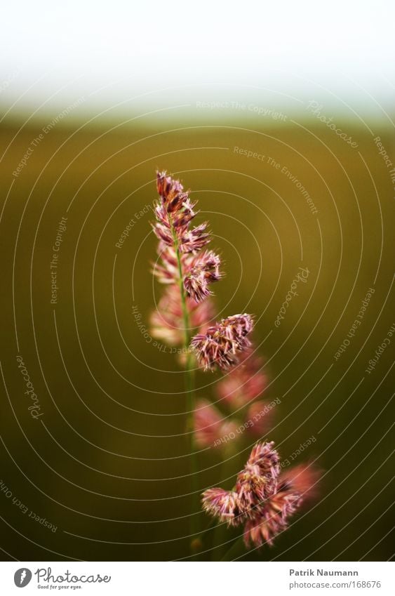 Unique selling point 2. Colour photo Exterior shot Close-up Deserted Copy Space top Day Blur Shallow depth of field Central perspective Environment Nature