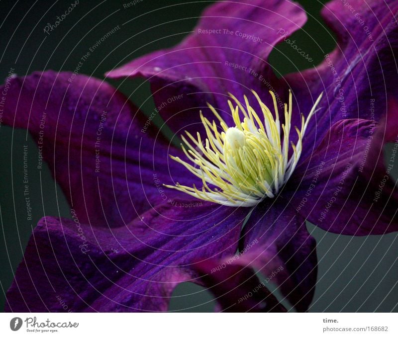 invitation Clematis Aubergine Violet Yellow Blossom Dark Evening Twilight Concentrate Center point Splendid Flower Plant