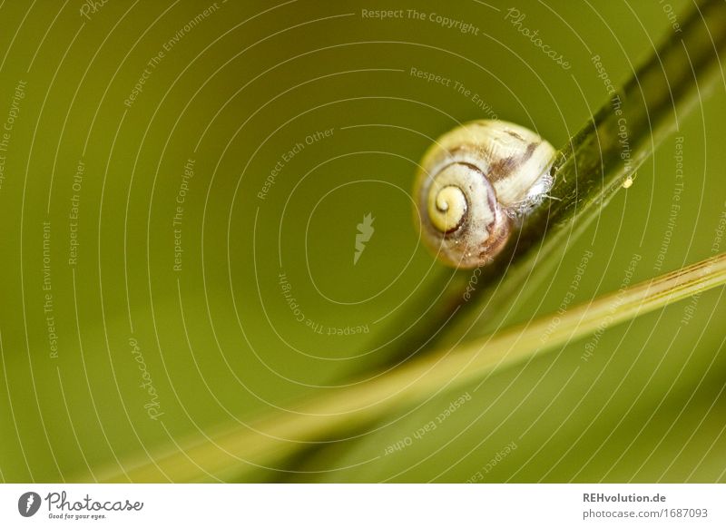 snail Environment Nature Grass Meadow Snail Green Slowly Snail shell Blade of grass Dynamics Stagnating Motionless Colour photo Exterior shot Close-up Detail