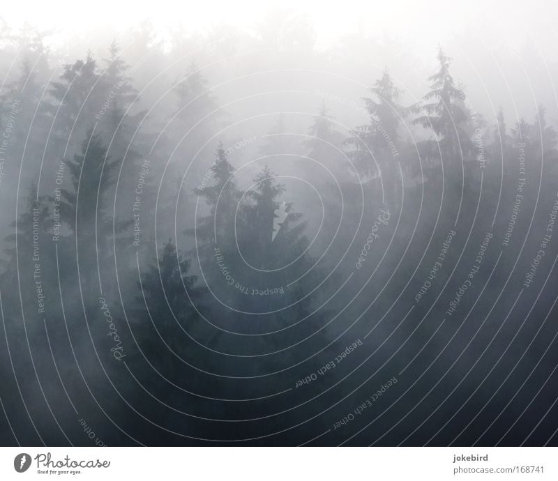 fog magic Nature Air Sunlight Bad weather Fog Tree Coniferous trees Coniferous forest Spruce Spruce forest Forest Hill Slope Point Creepy Thorny Many Gray White