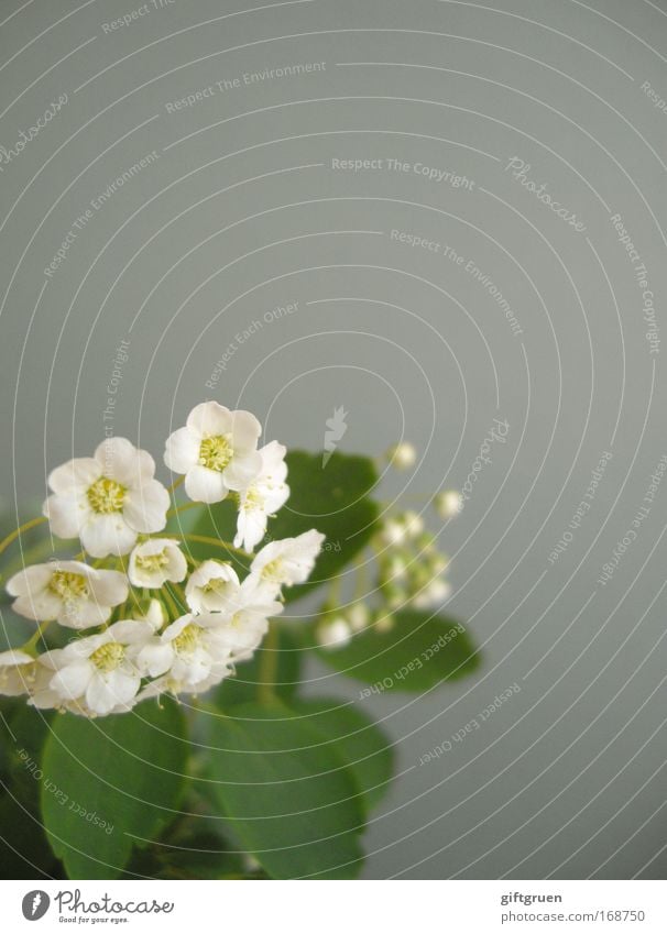 unobtrusive Colour photo Deserted Copy Space top Shallow depth of field Environment Plant Spring Summer Flower Bushes Blossom Blossoming Growth Fragrance Gray