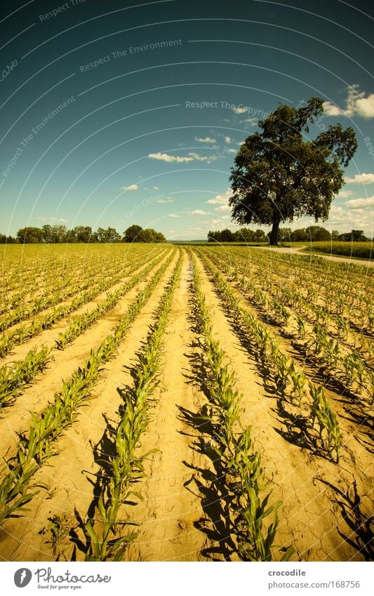 maize field Colour photo Multicoloured Exterior shot Deserted Copy Space left Copy Space right Copy Space top Copy Space bottom Copy Space middle Day Sunlight