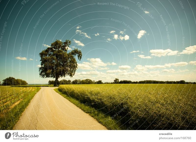 Maize field IV Colour photo Exterior shot Deserted Sunlight Deep depth of field Central perspective Wide angle Agriculture Environment Nature Landscape Plant