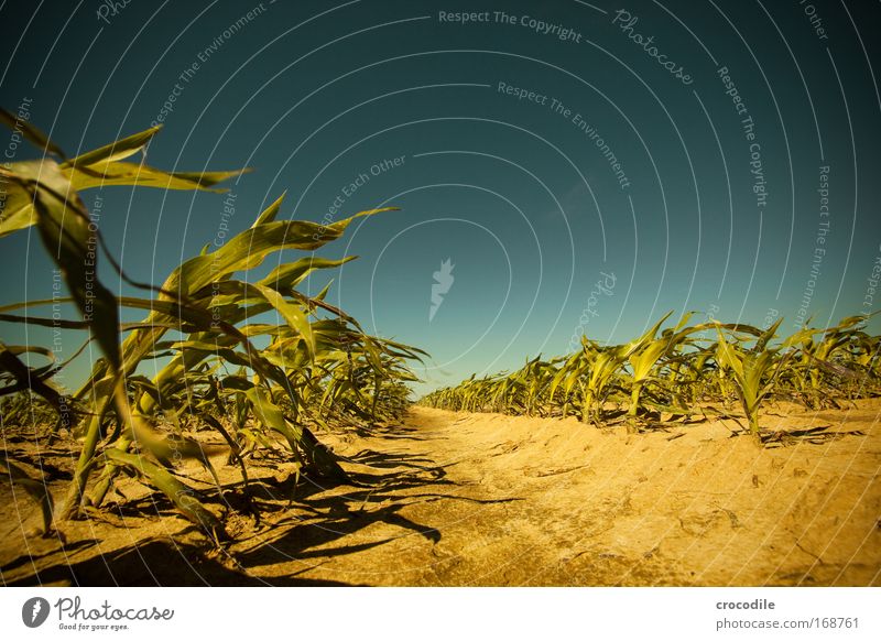 Maize field V Colour photo Exterior shot Deserted Sunlight Deep depth of field Central perspective Wide angle Agriculture Environment Nature Landscape Plant