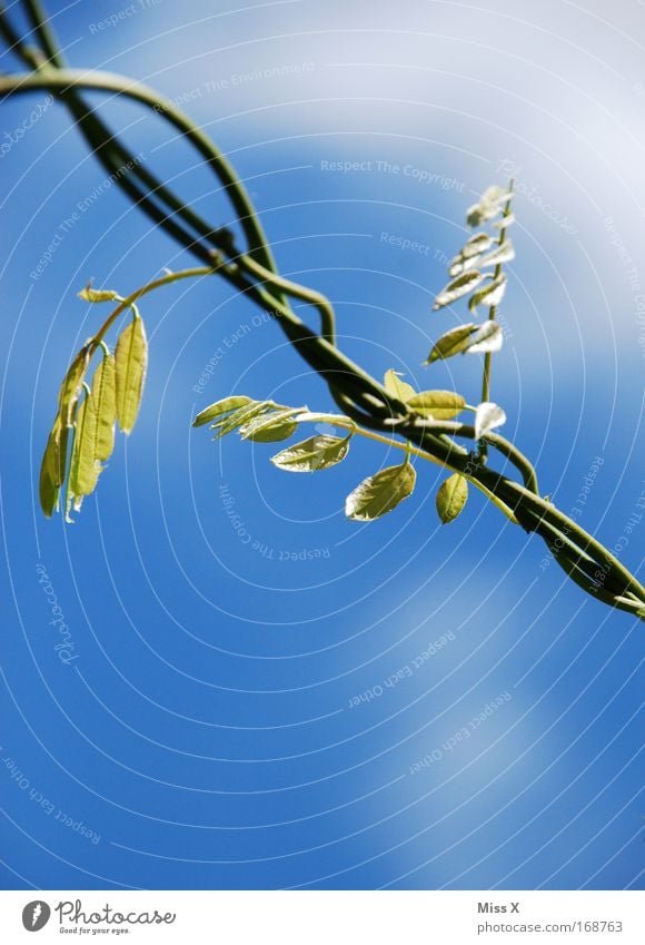 noose Exterior shot Detail Deserted Nature Plant Beautiful weather Exotic Faded To dry up Growth Esthetic Loop Shoot Branch Day