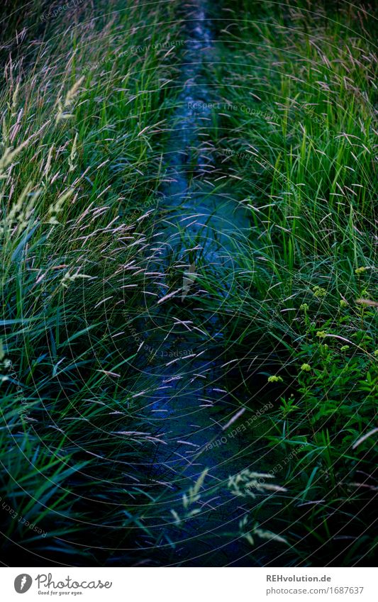 brook Environment Nature Landscape Plant Meadow Field Brook Wet Natural Green Moody Environmental pollution Environmental protection Colour photo Exterior shot