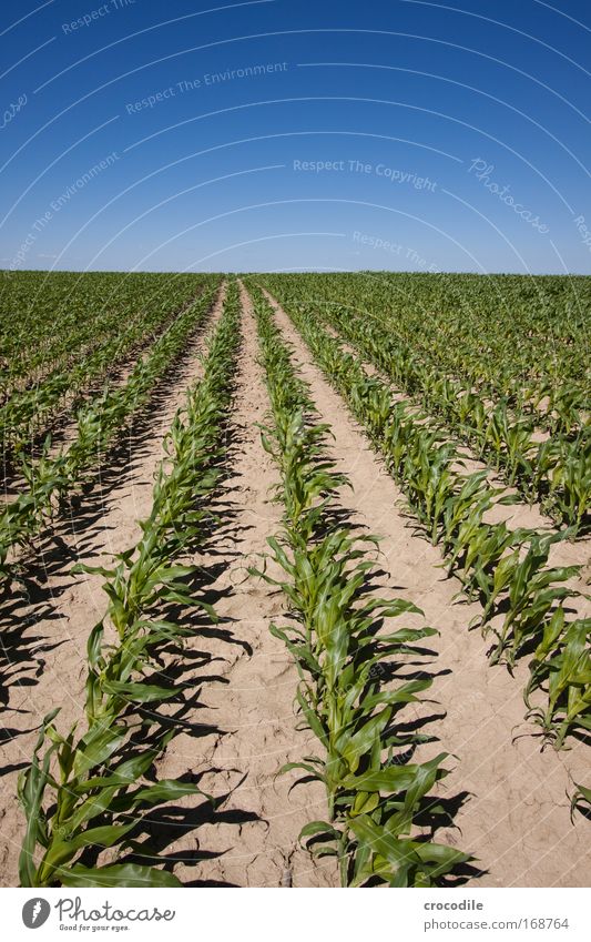 Maize field VII Colour photo Exterior shot Deserted Sunlight Deep depth of field Central perspective Wide angle Agriculture Environment Nature Landscape Plant