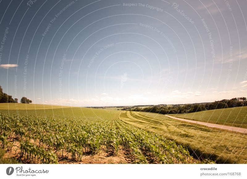 Maize field IX Colour photo Multicoloured Exterior shot Deserted Copy Space top Copy Space bottom Copy Space middle Day Sunlight Sunbeam Motion blur