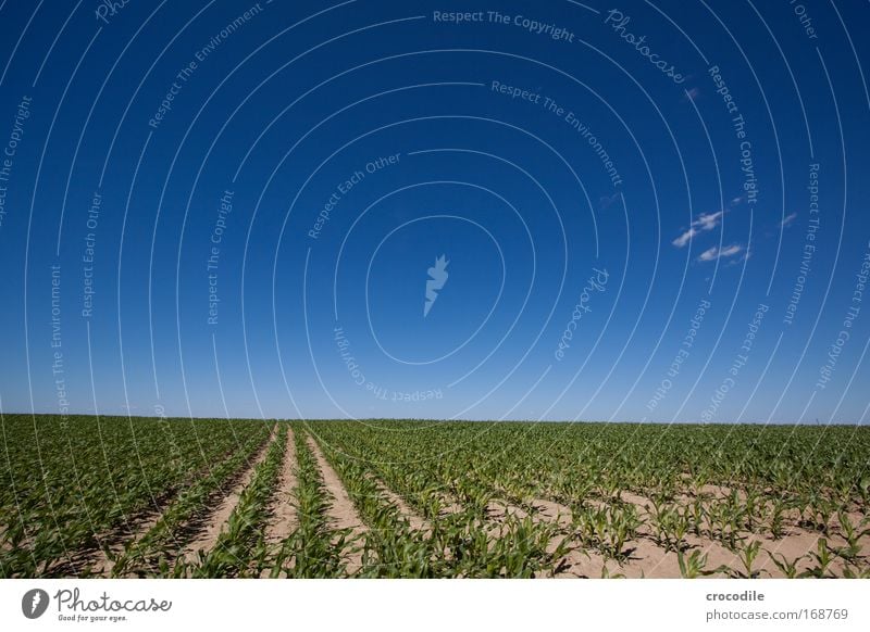 Maize field X Colour photo Exterior shot Deserted Sunlight Deep depth of field Central perspective Wide angle Agriculture Environment Nature Landscape Plant