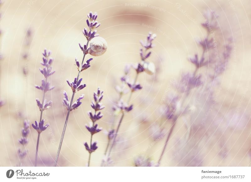 the same in purple... Nature Plant Beautiful Lavender Snail lavender snail Pink Violet Fine Twigs and branches lavender twigs Parasite Gorgeous Dream Romance