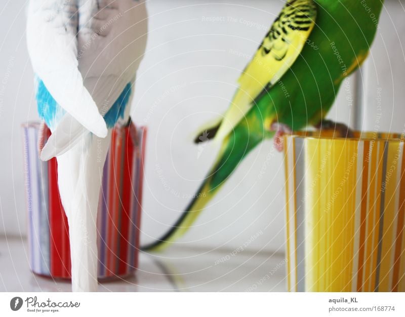 Both of them have LOVE. Colour photo Interior shot Detail Deep depth of field Animal portrait Half-profile Pet Wild animal Bird Swan Animal face Wing 2 Flock