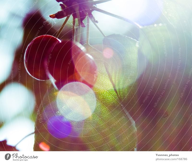 cherry summer Colour photo Multicoloured Detail Morning Dawn Day Light Reflection Light (Natural Phenomenon) Sunlight Sunbeam Back-light Food Fruit Cherry