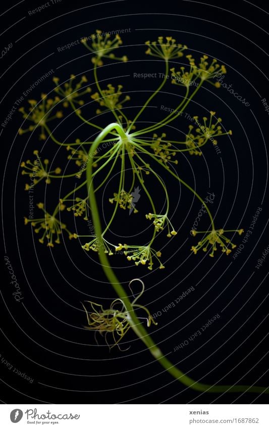 Dill in front of black background Food Herbs and spices Nutrition Green Black Dill blossom Studio shot Neutral background Organic produce Healthy Eating