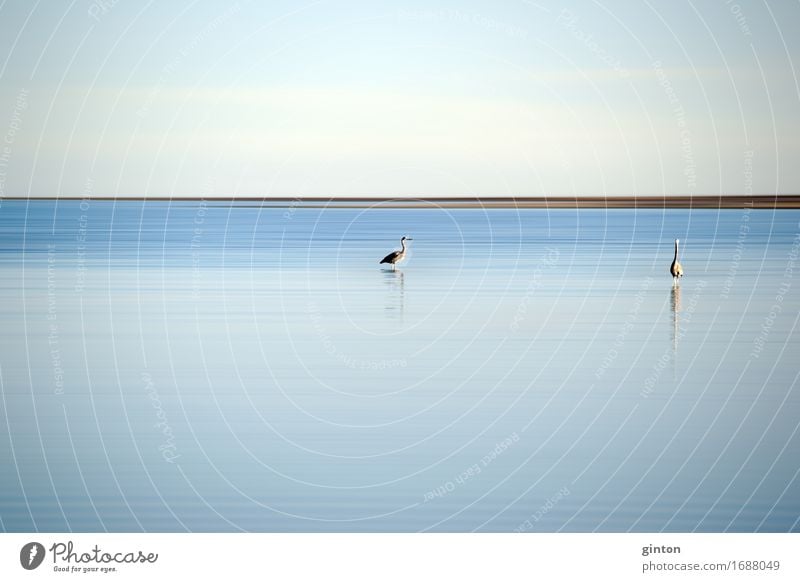 Heron at Salton Lake Nature Landscape Animal Water Bird 2 Stand Cologne Fine Art Nature Fine Art Salton Sea California Flock of birds breeding colony Salt  lake