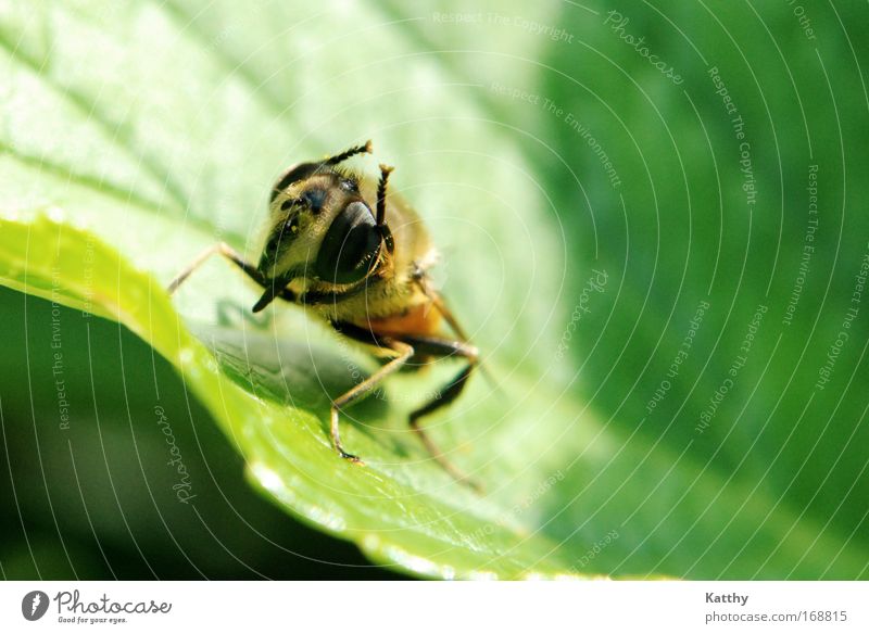 Bee in body care Colour photo Exterior shot Close-up Macro (Extreme close-up) Copy Space right Copy Space top Neutral Background Day Sunlight