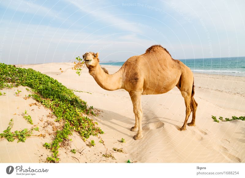 desert a free dromedary near the sea Vacation & Travel Safari Summer Beach Ocean Nature Plant Animal Sand Sky Hot Wild Brown Gray Black White Asia Arabia arid