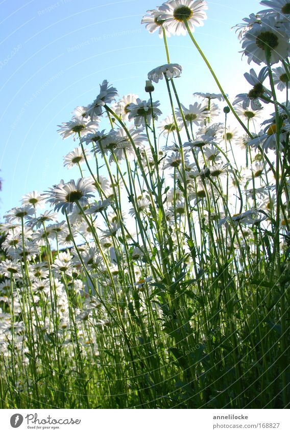 daisy meadow Exterior shot Neutral Background Day Back-light Worm's-eye view Nature Plant Sky Sun Summer Beautiful weather Flower Blossom Wild plant Park Meadow