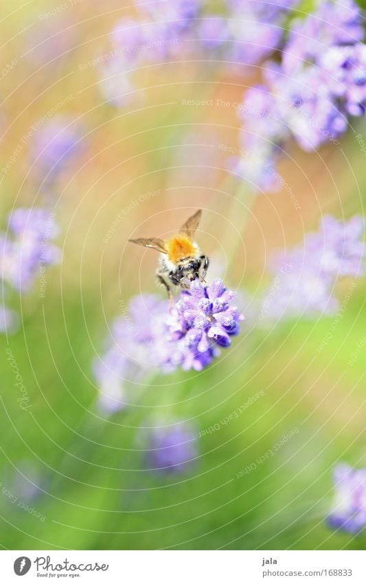 Sum, Sum, Sum... Colour photo Exterior shot Close-up Day Deep depth of field Animal portrait Nature Plant Beautiful weather Flower Blossom Park Meadow