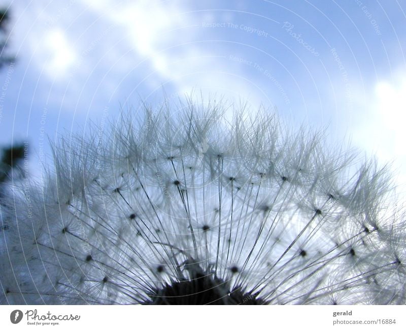 Lion tooth Dandelion Detail Macro (Extreme close-up) Sky Faded