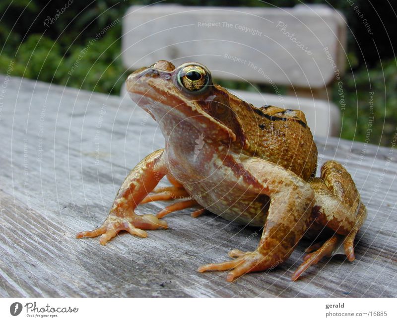 frog Tree frog Green Frog Eyes Garden