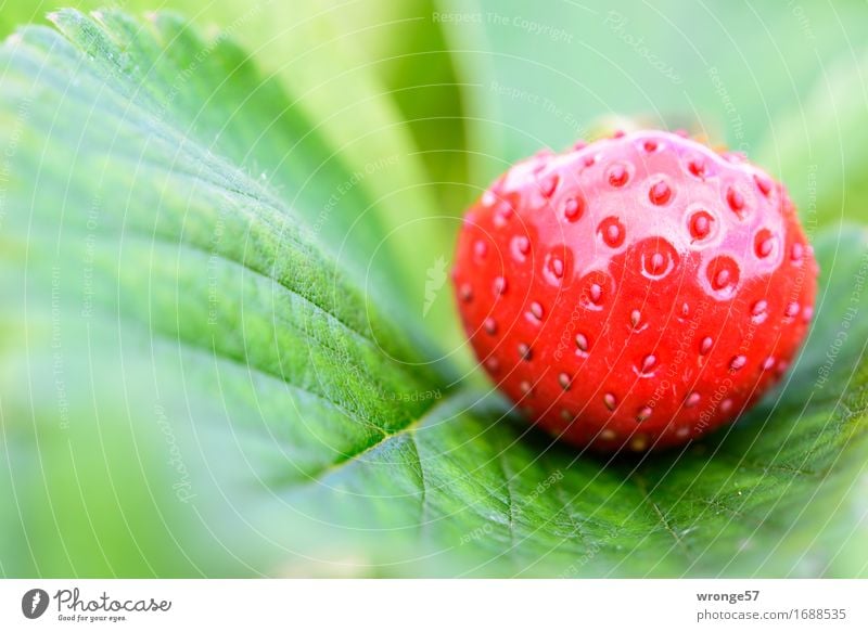 Strawberry season II Food Fruit Nutrition Vegetarian diet Fresh Healthy Glittering Delicious Juicy Sweet Green Red Leaf Leaf green Field Crops Close-up