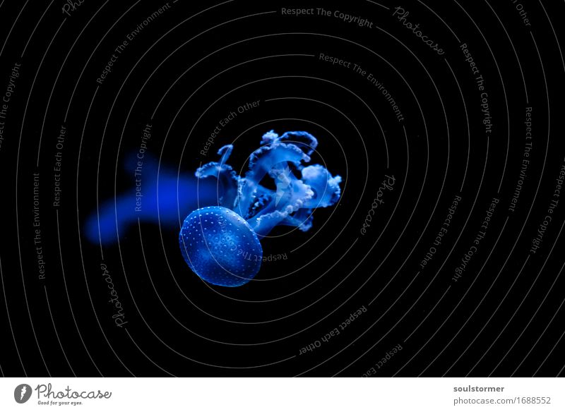 jellyfish Animal Wild animal Jellyfish 1 Water Dark Near Black Fish Ocean Underwater photo deepsea Loneliness Colour photo Interior shot Close-up Isolated Image