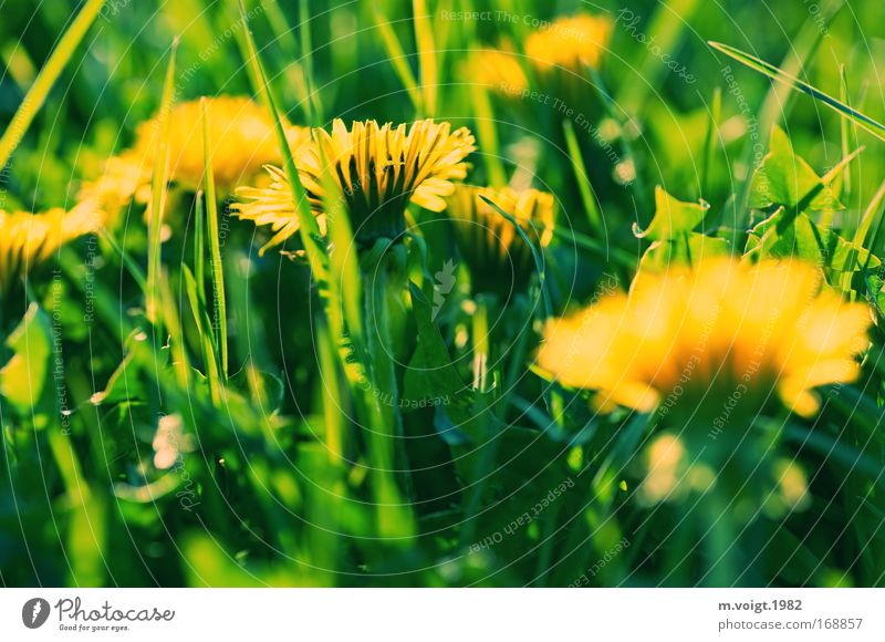 Dandelion - Caution biting II Colour photo Exterior shot Close-up Evening Sunlight Deep depth of field Nature Plant Spring Flower Grass Blossom Meadow Natural