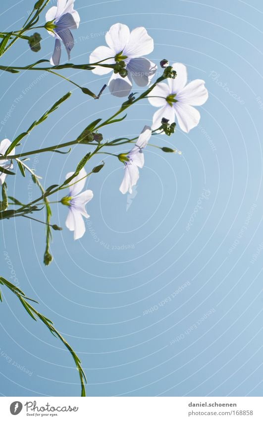 light blue Detail Macro (Extreme close-up) Deserted Copy Space right Copy Space bottom Neutral Background Nature Plant Sky Cloudless sky Flower Blossom