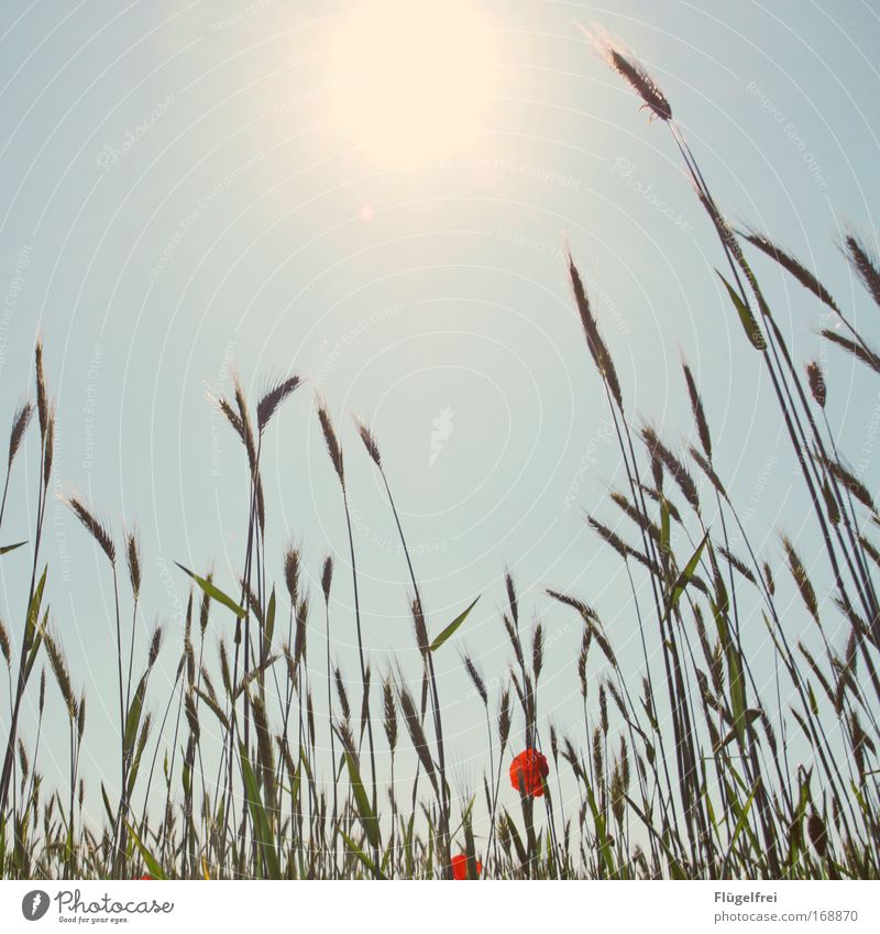 On a poppy day in summer... III Nature Cloudless sky Summer Beautiful weather Plant Field Illuminate Growth Blue Warm-heartedness Life Poppy blossom Cornfield