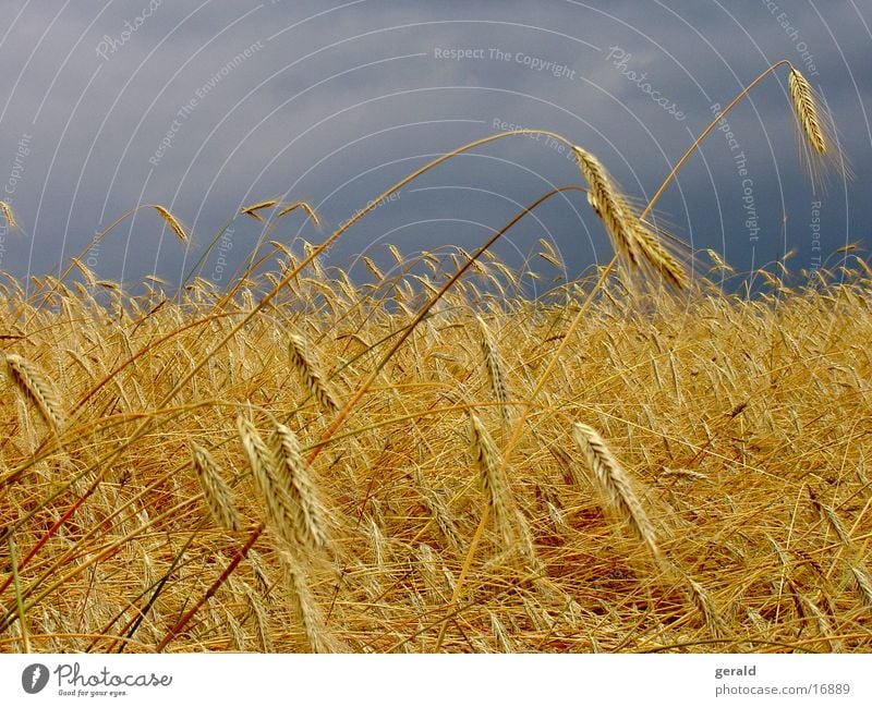 cornfield Cornfield Clouds Storm Harvest