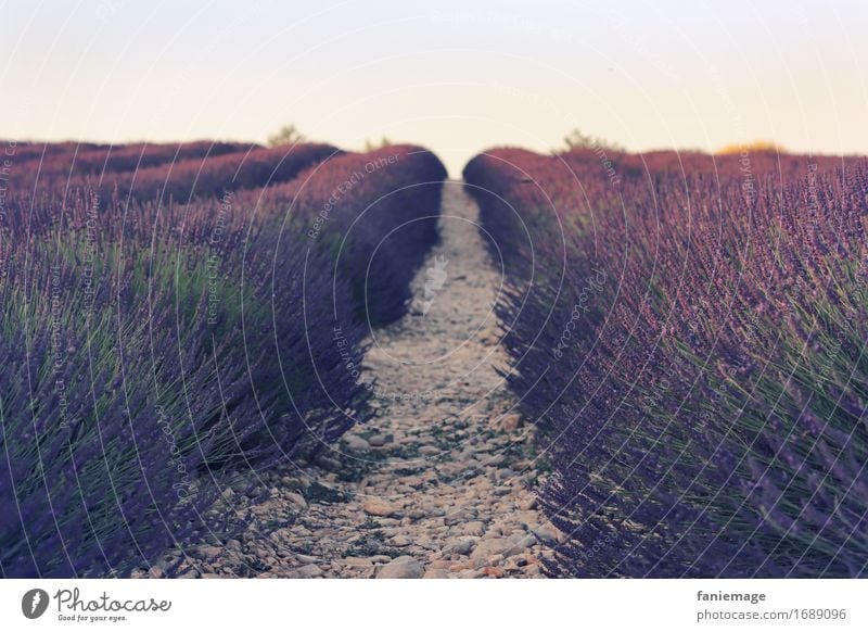 soirée aux champs Nature Landscape Beautiful weather Field Romance Lavender field Provence Southern France Valensole Fragrance Dusk Violet Blossoming Evening