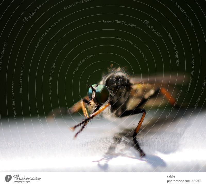 unicorn Colour photo Macro (Extreme close-up) Deserted Copy Space top Shadow Animal portrait Half-profile Wild animal Fly Insect 1 Breathe Observe Movement