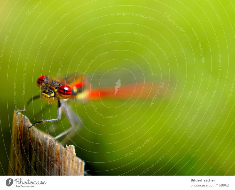 maiden flight Colour photo Exterior shot Macro (Extreme close-up) Neutral Background Day Sunlight Deep depth of field Worm's-eye view Animal portrait Forward