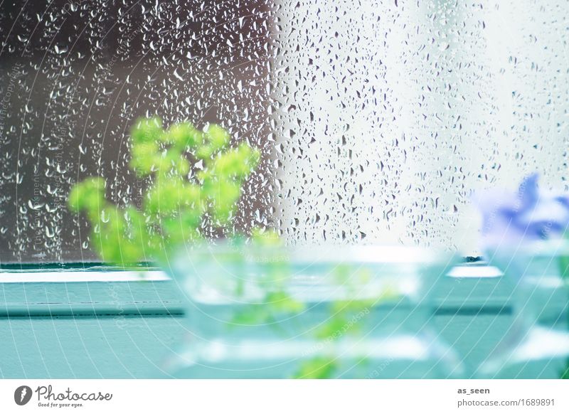 summer rain Harmonious Calm Nature Water Drops of water Spring Summer Weather Rain Flower Window Decoration Vase Glass Glittering Wait Esthetic Bright