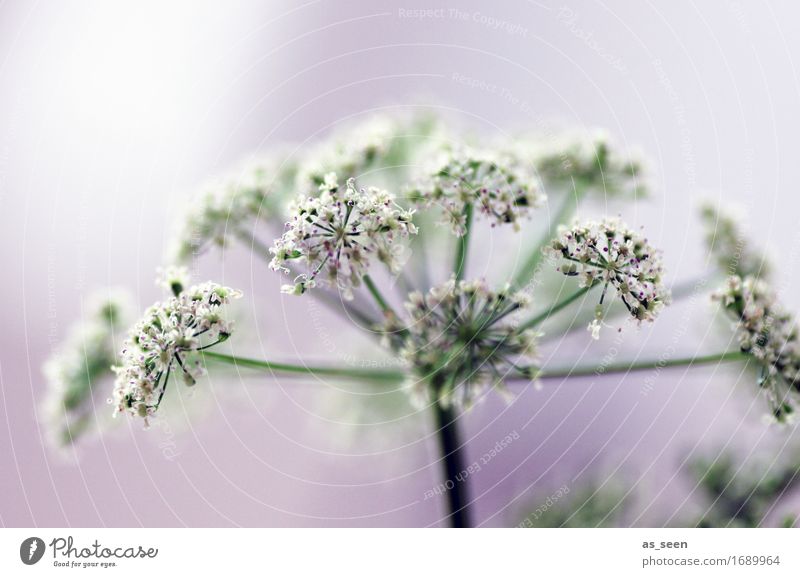 summer dreams Wellness Harmonious Calm Garden Environment Nature Plant Summer Autumn Wild plant Poison hemlock Common Yarrow Field Decoration Star (Symbol)