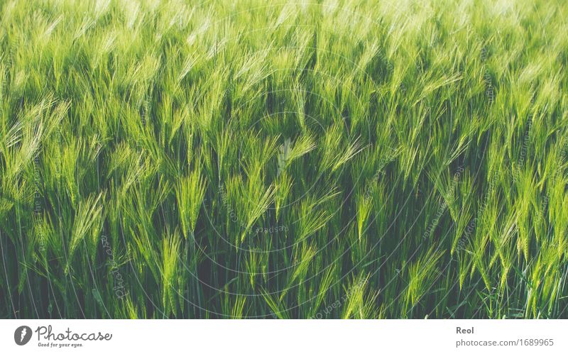 barley field Nature Landscape Plant Beautiful weather Agricultural crop Grain Grain field Barley Barleyfield Field Green Growth Seasons Agriculture Food