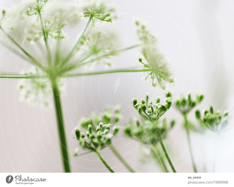 summer stars Lifestyle Wellness Harmonious Senses Environment Nature Plant Summer Foliage plant Wild plant Poison hemlock Common Yarrow Blossom Seed Meadow