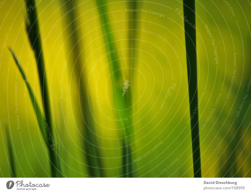 Painting of a meadow II Colour photo Exterior shot Close-up Detail Macro (Extreme close-up) Structures and shapes Day Sunlight Blur Environment Nature Plant