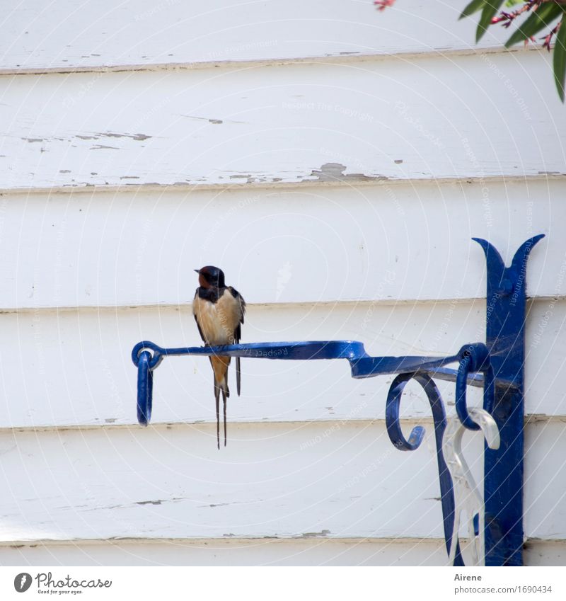 I'm gonna be black-eyed for a swallow. House (Residential Structure) Hut Facade Wooden wall Animal Bird Swallow 1 Wrought iron Steel carrier Metal ring Line