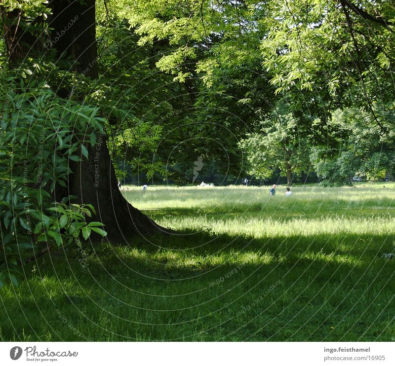 tree Tree Meadow Green Park