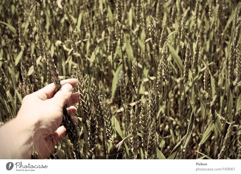 up close and personal... Food Grain Organic produce Hand Fingers Environment Touch Wheat Wheatfield Grain field Cornfield Agriculture Farmer Wheat grain